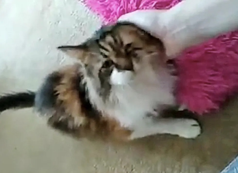 gata resgatada das ruas