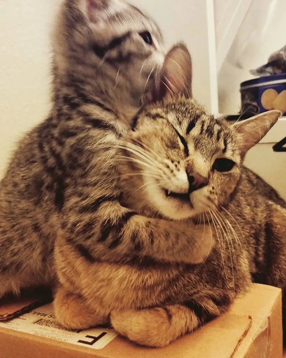 gatinho e mãe
