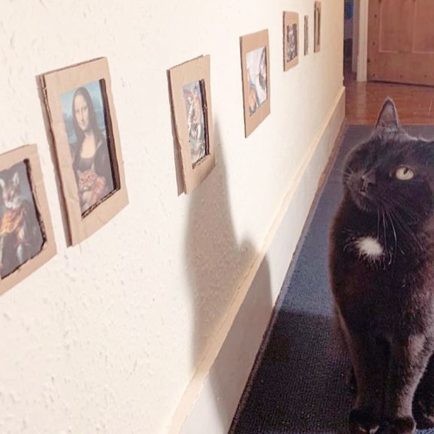 galeria de arte para gato