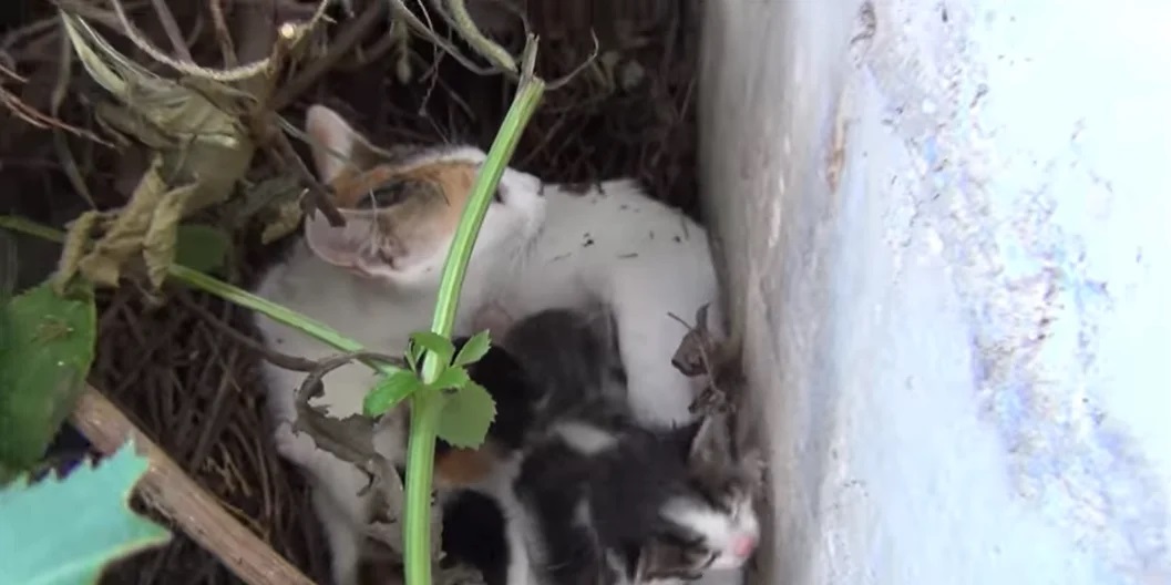 filhotes de gato escondidos