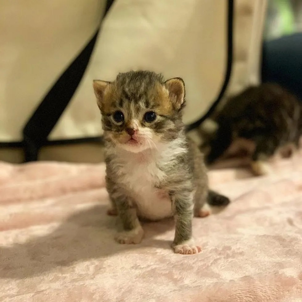 filhote de gato