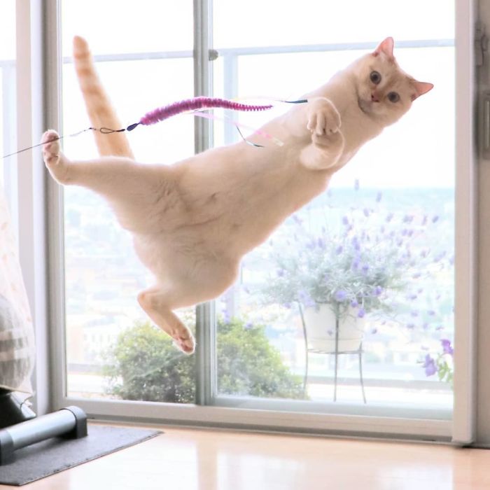 gato dançarino