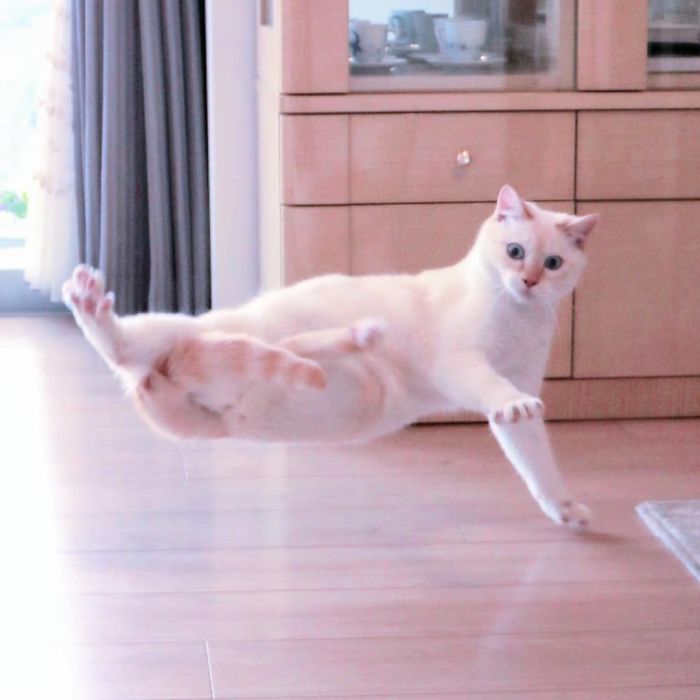 gato adora dançar