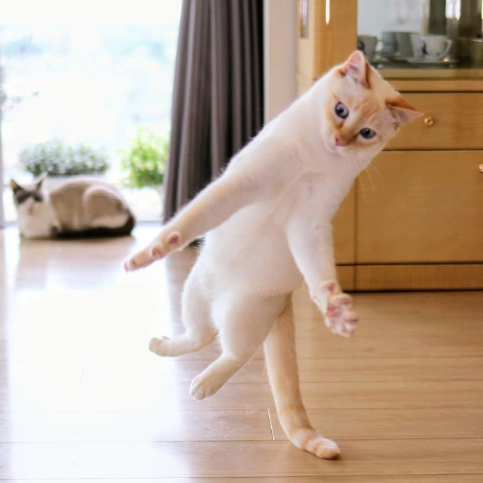 gatinho lindo