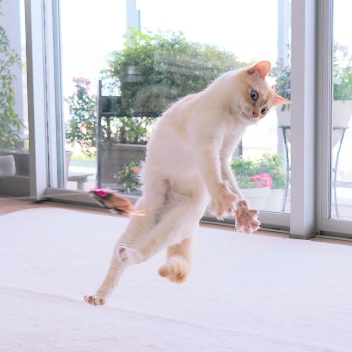 gato bailarino