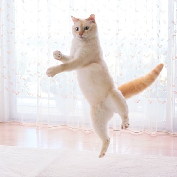 gato ballet