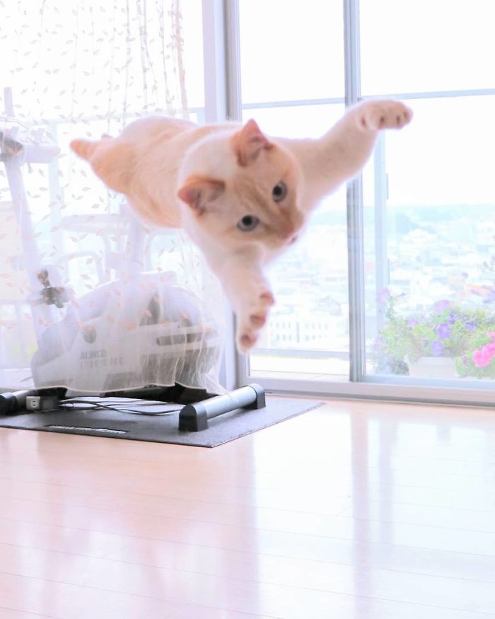 gatinho dançarino 1