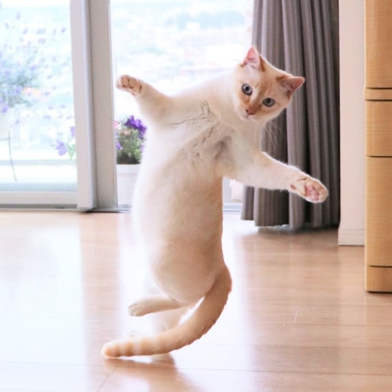 gatinho dançarino Japão