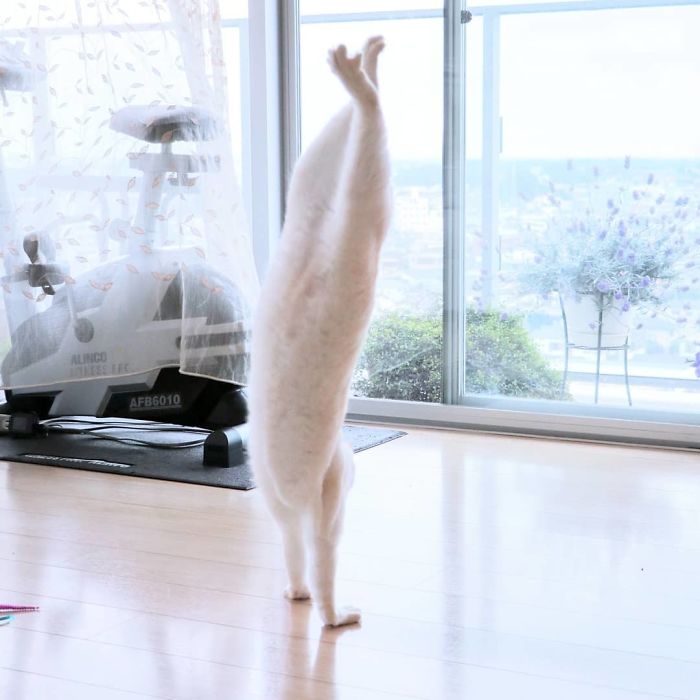 gatinho ballet