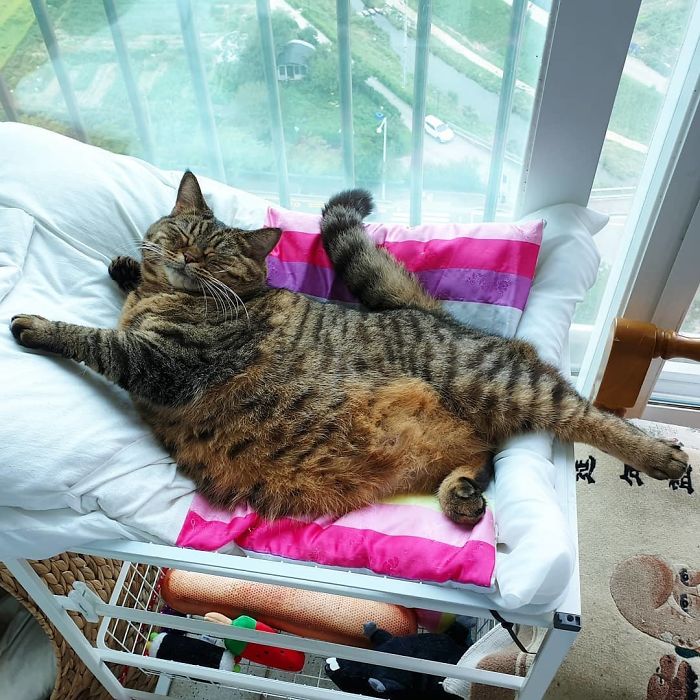 gato fofo