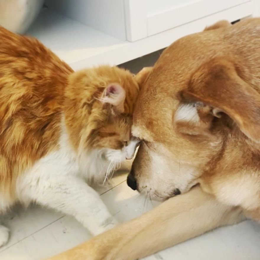 cachorro e gatinhos