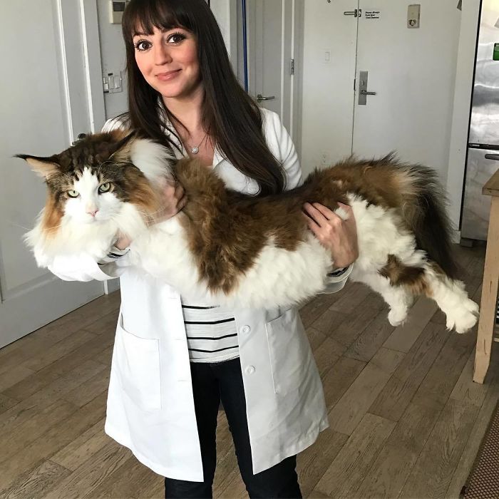 gatinho enorme