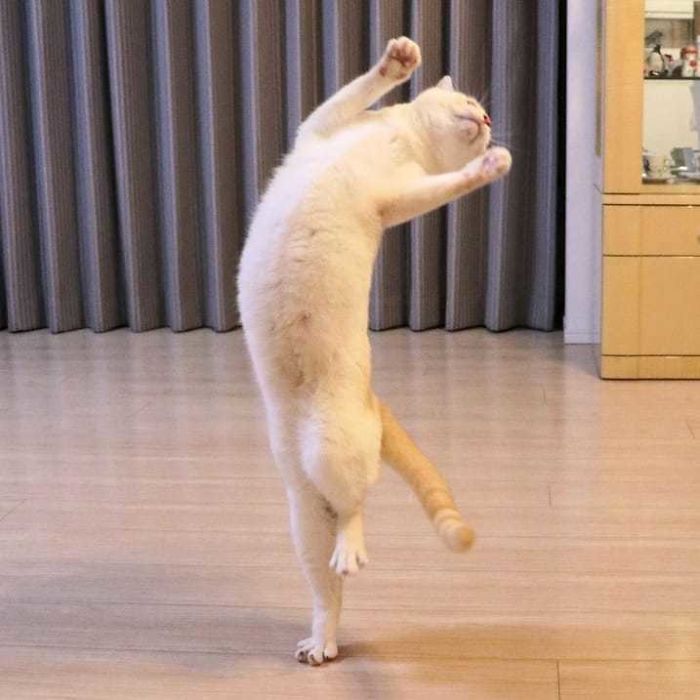 gatinho rei da dança