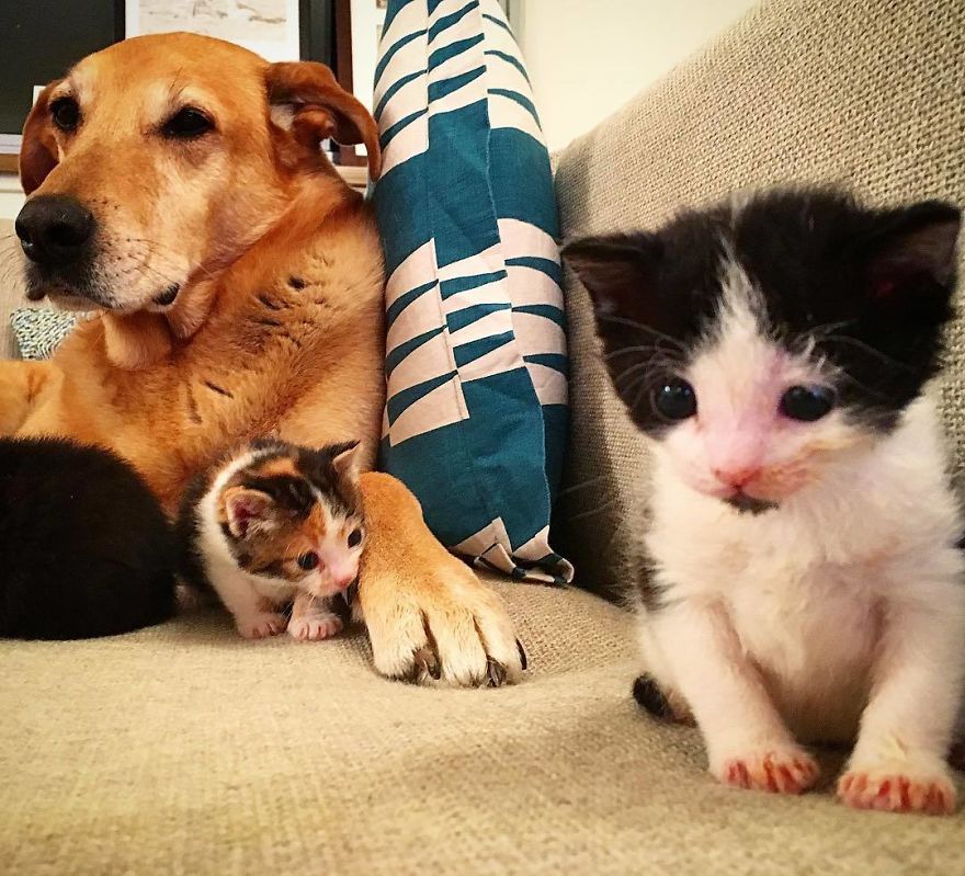 cachorro e gatinhos