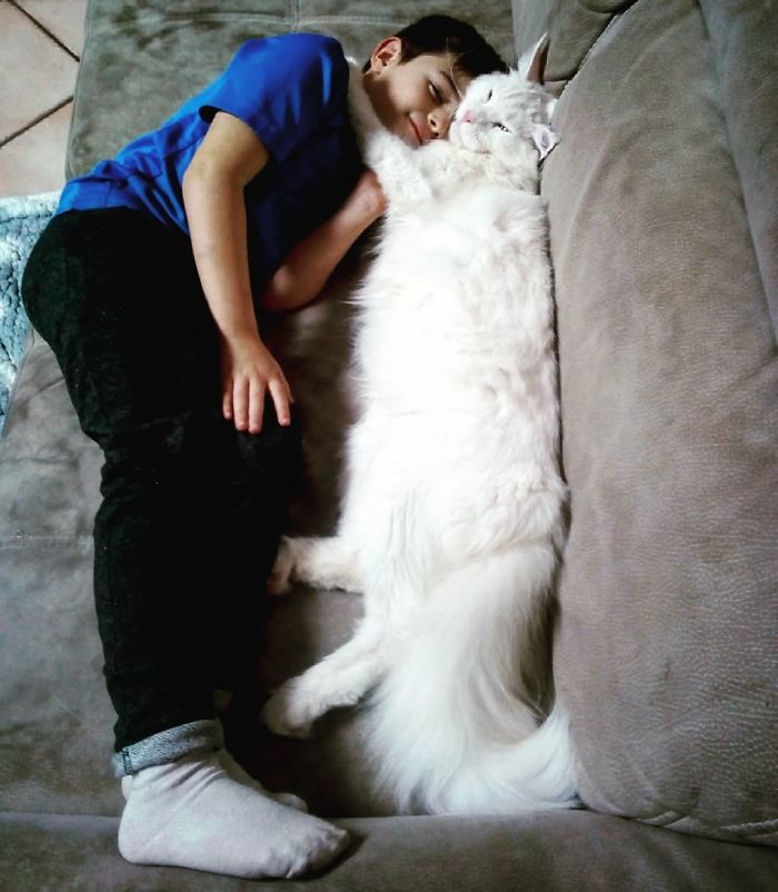 gatos compridos