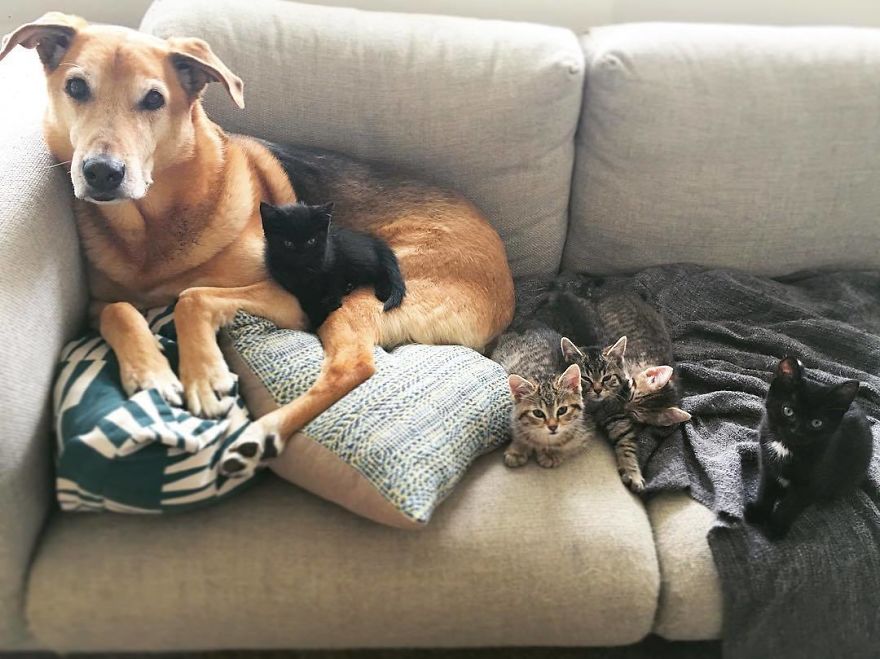 cachorro cuida de gatinhos abandonados em abrigo