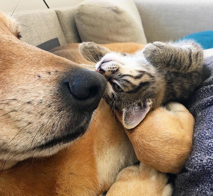 cachorro cuida de gatinhos abandonados de abrigo