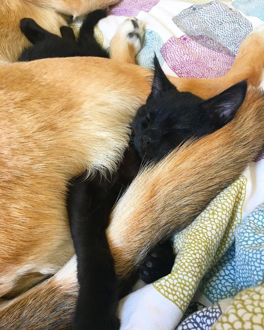 cachorro cuida de gatinhos abandonados de rua