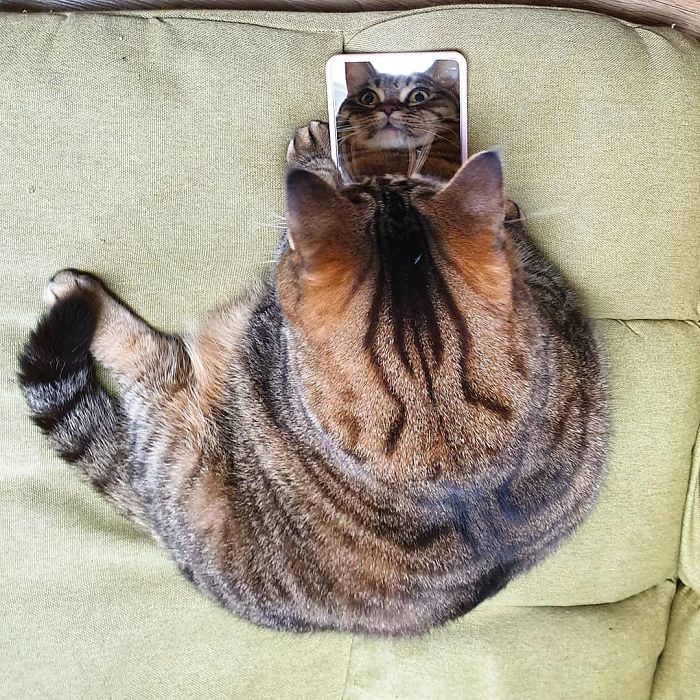 gato obeso
