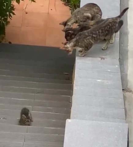 Gatinhos se unem para resgate