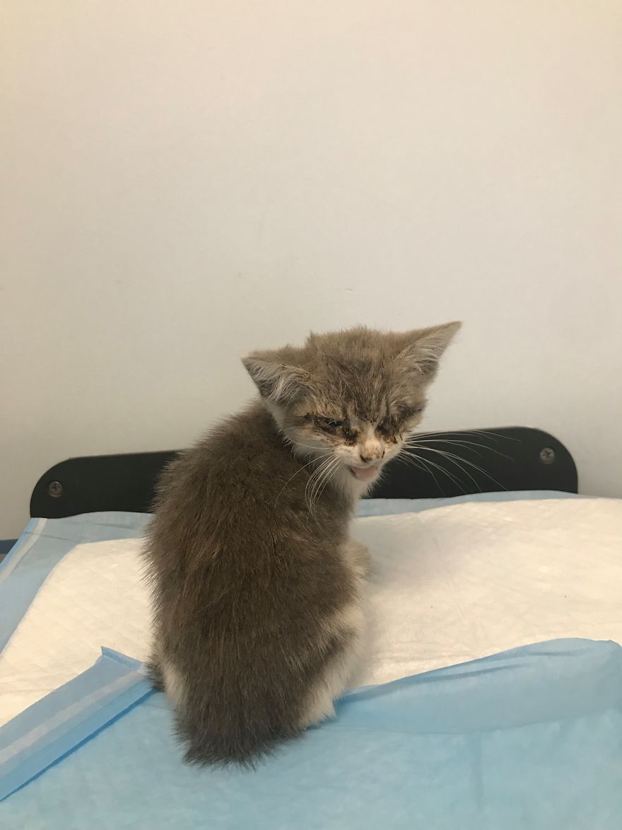gata da rua