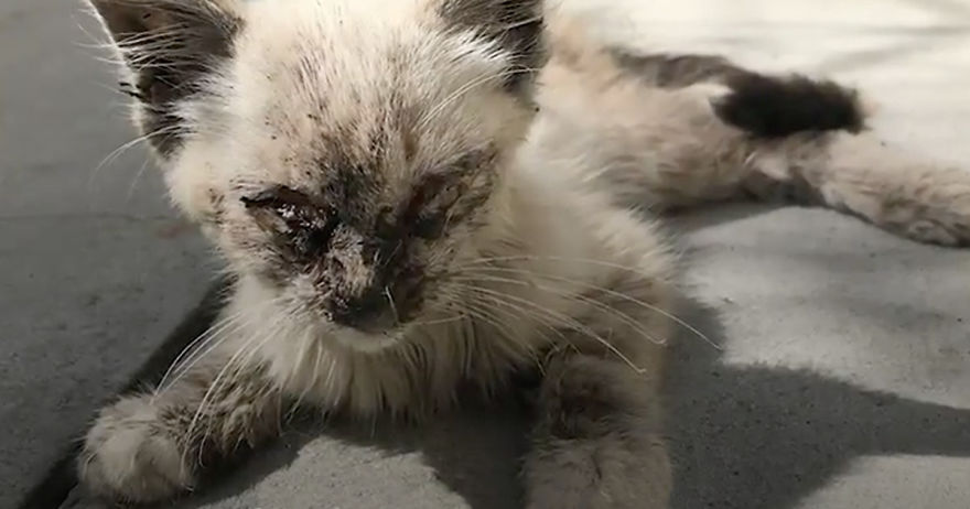 gatinha foi resgatada das ruas