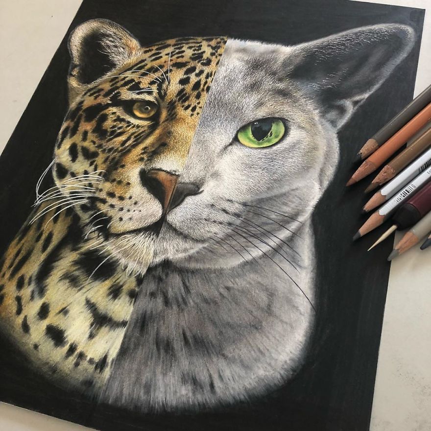 900+ melhor ideia de Gatos (desenhos)  gatos, desenhos de gatos,  ilustrações