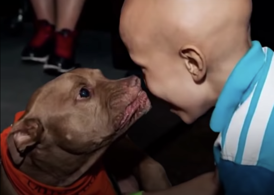 pit bull resgatado