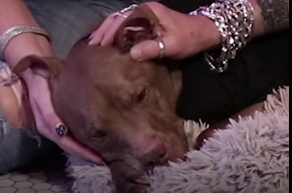 cachorro com poderes especiais