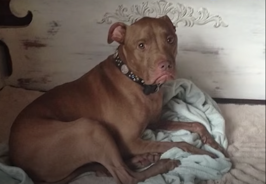 pit bull Aladdin