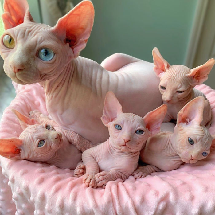 Sphynx gatos