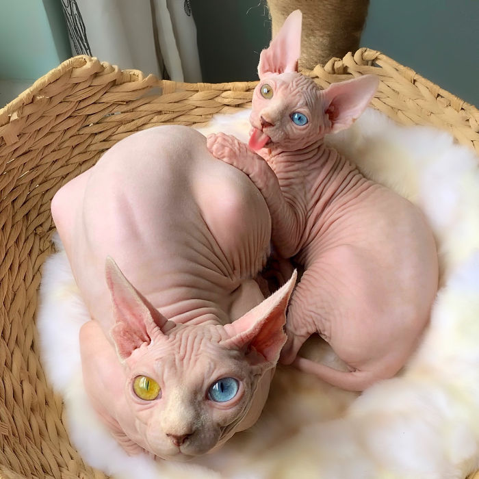 gatos Sphynx