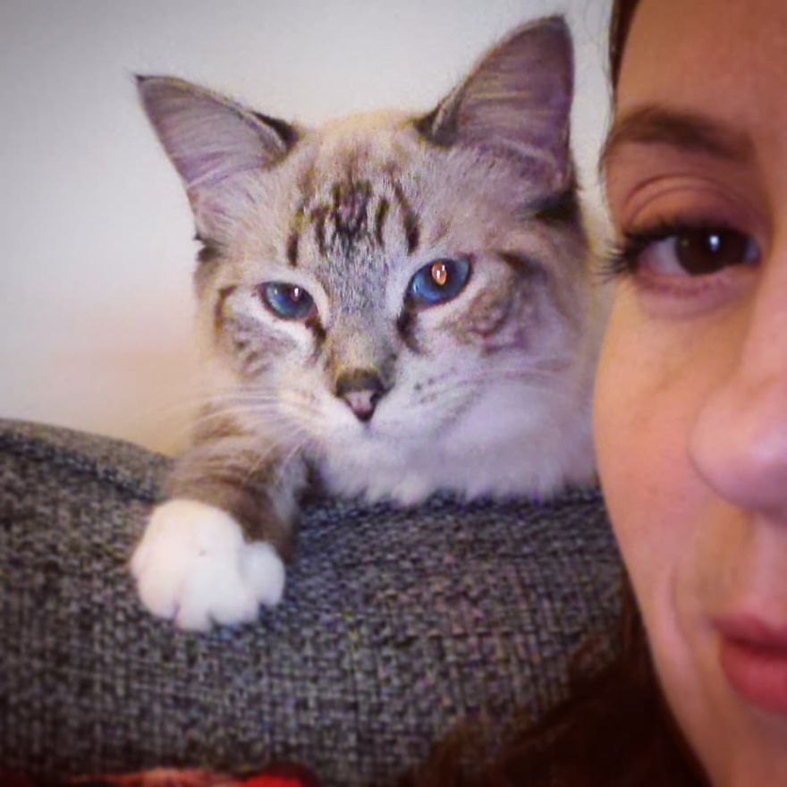 gata foi adotada