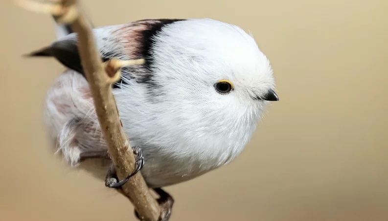 bolinha de algodão