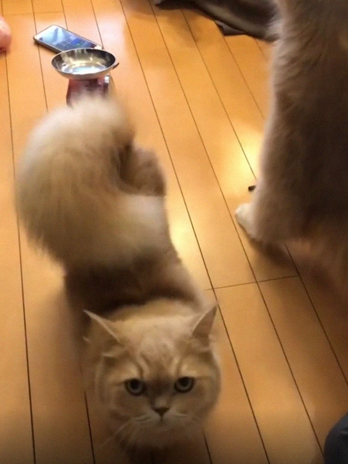 gata com cauda perfeita