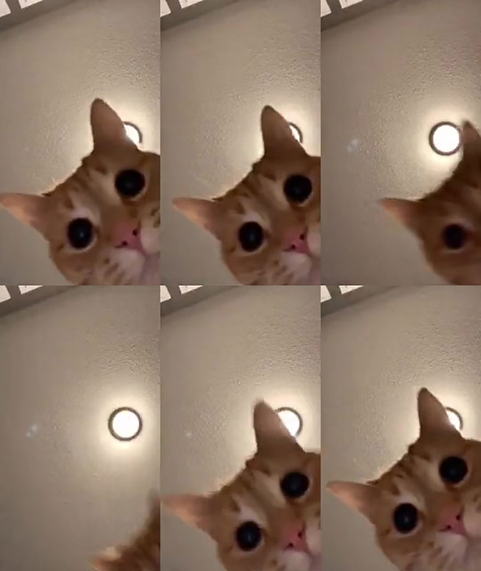 vídeo de gatinho tiktok