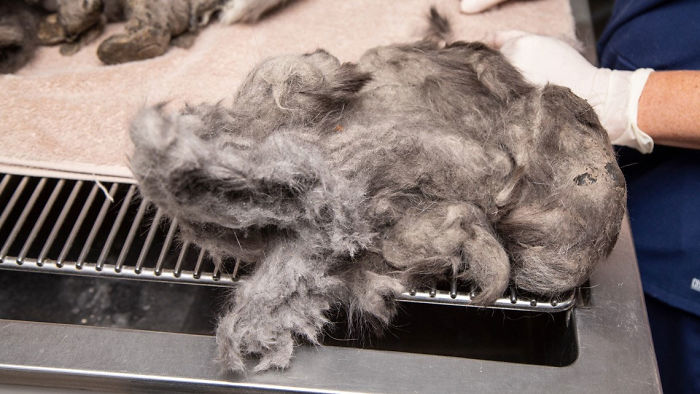 Gatinha perde um quilo de pelo