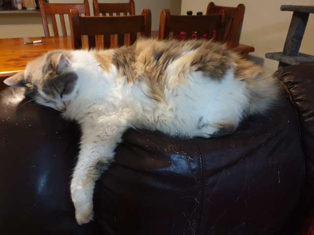 gatinha gosta de dormir