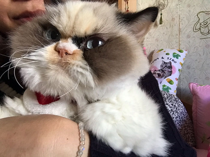 gato com cara de mau