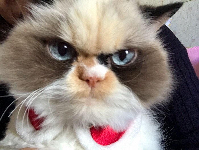 novo gatinho rabugento viral