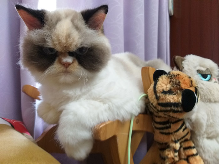 novo grumpy cat