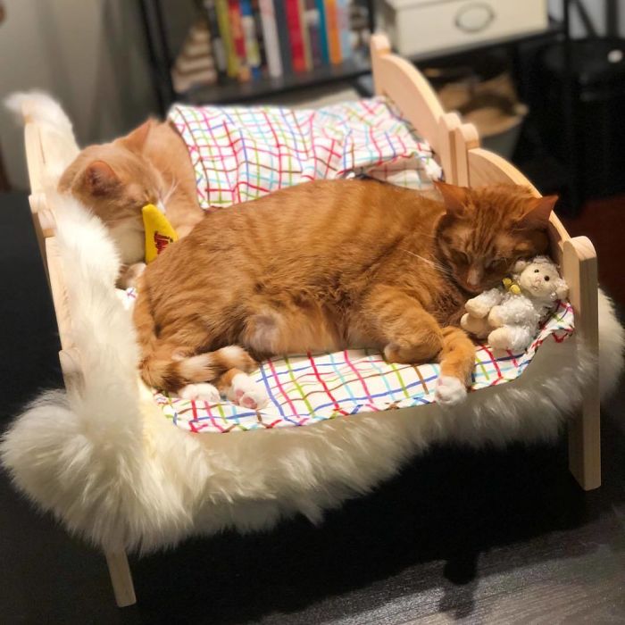camas de boneca gatinhos