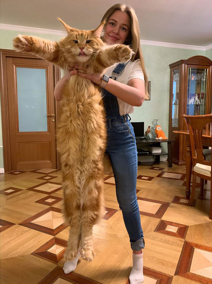 gato gigante