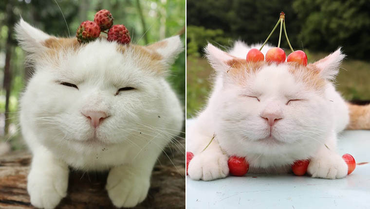 gatinho mais relaxado do mundo dorminhoco