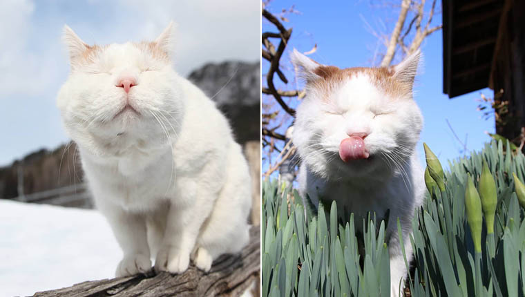 gatinho mais relaxado do mundo folgado
