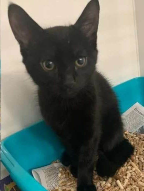 gatinho salva irmão