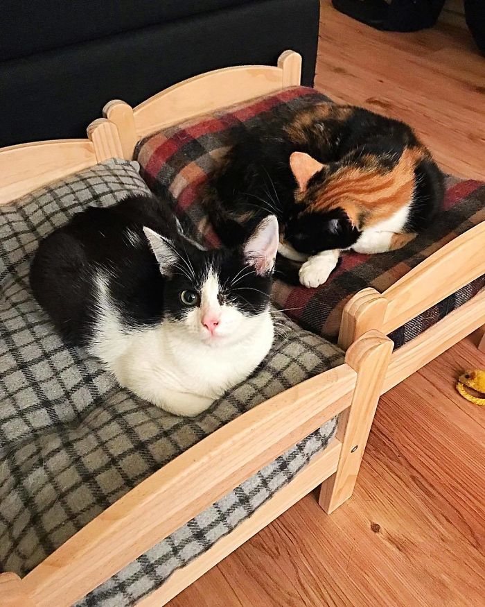 camas de boneca gato