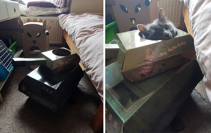 gatinhos caixas