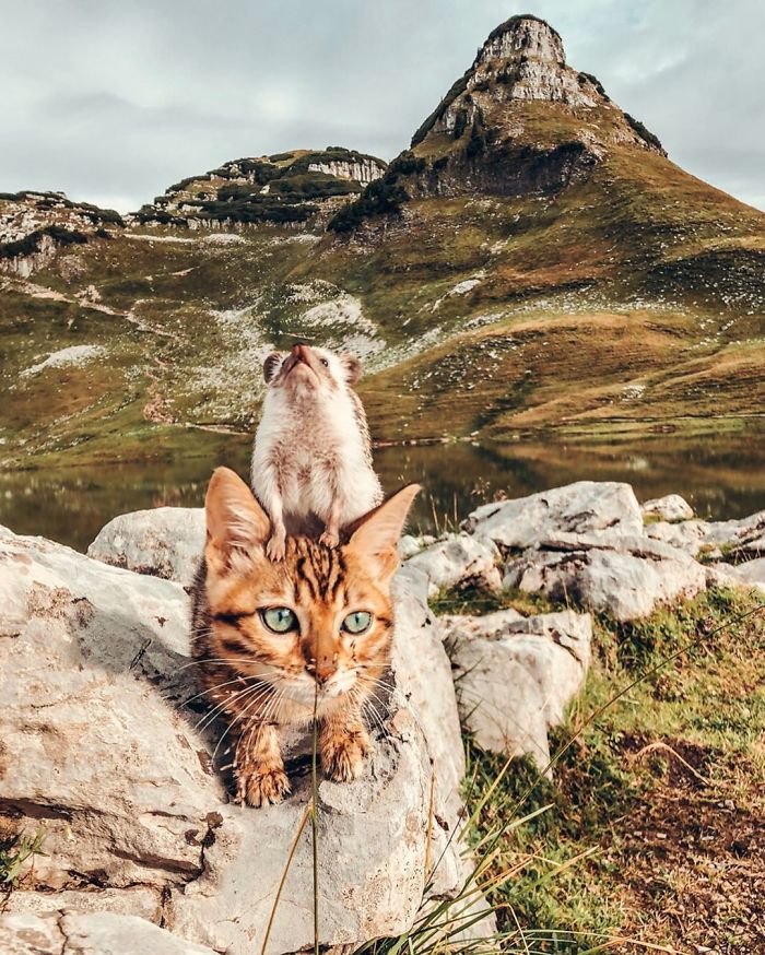 gato bengal e hedgehog