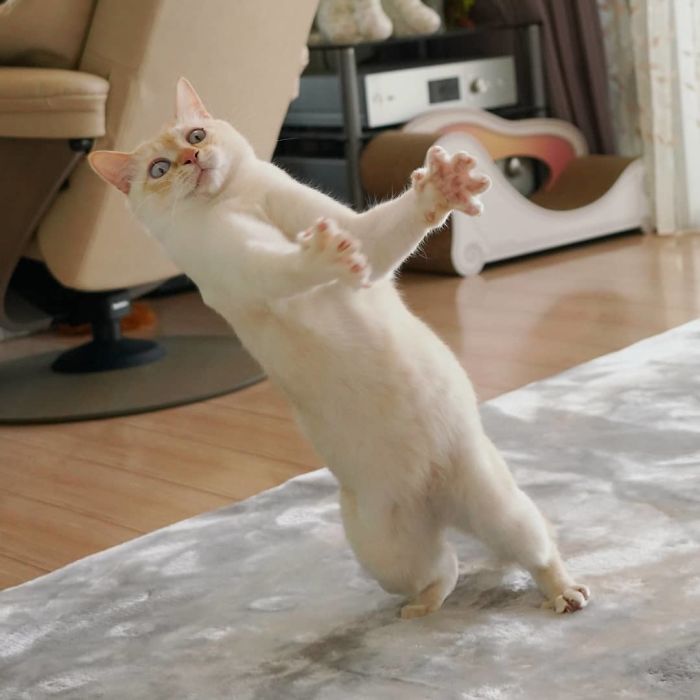 gato dança japão